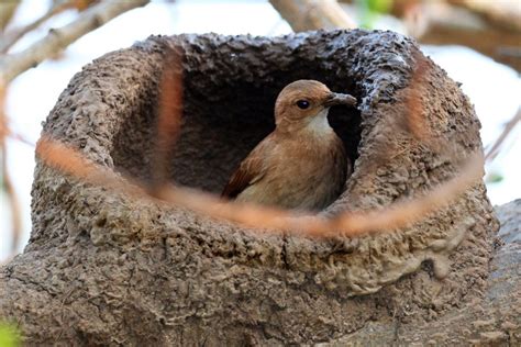 Il Sarang Burung e la sua Melodia di Simboli Astratti!