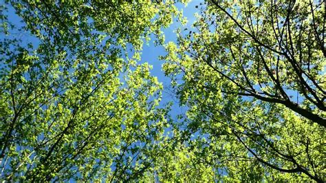 I Suoni del Vento nel Bambù Una Riflessione sulla Natura e il Mistero!