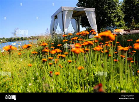  Il Padiglione del Giardino Estivo : Un Capolavoro di Realismo Minuzioso e Armonia Naturale